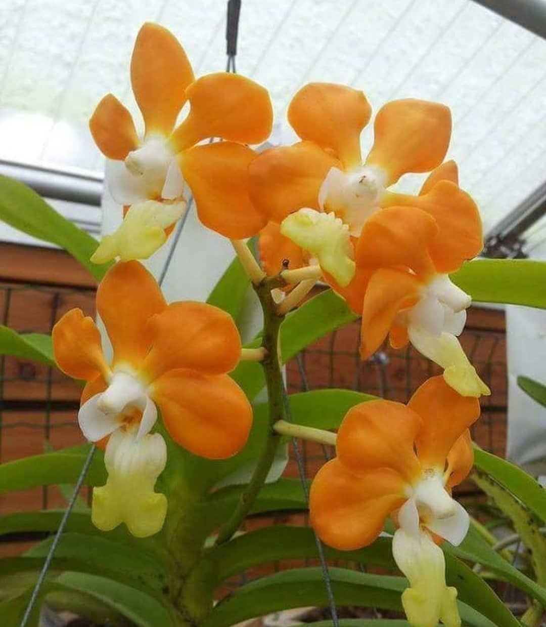 Оранжевая Орхидея фаленопсис. Vanda denisoniana Orange. Орхидея оранжевого цвета.