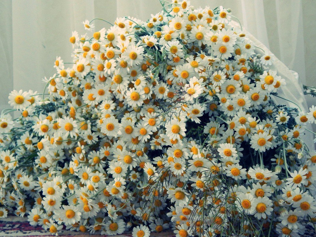 Большой букет полевых цветов - 65 фото