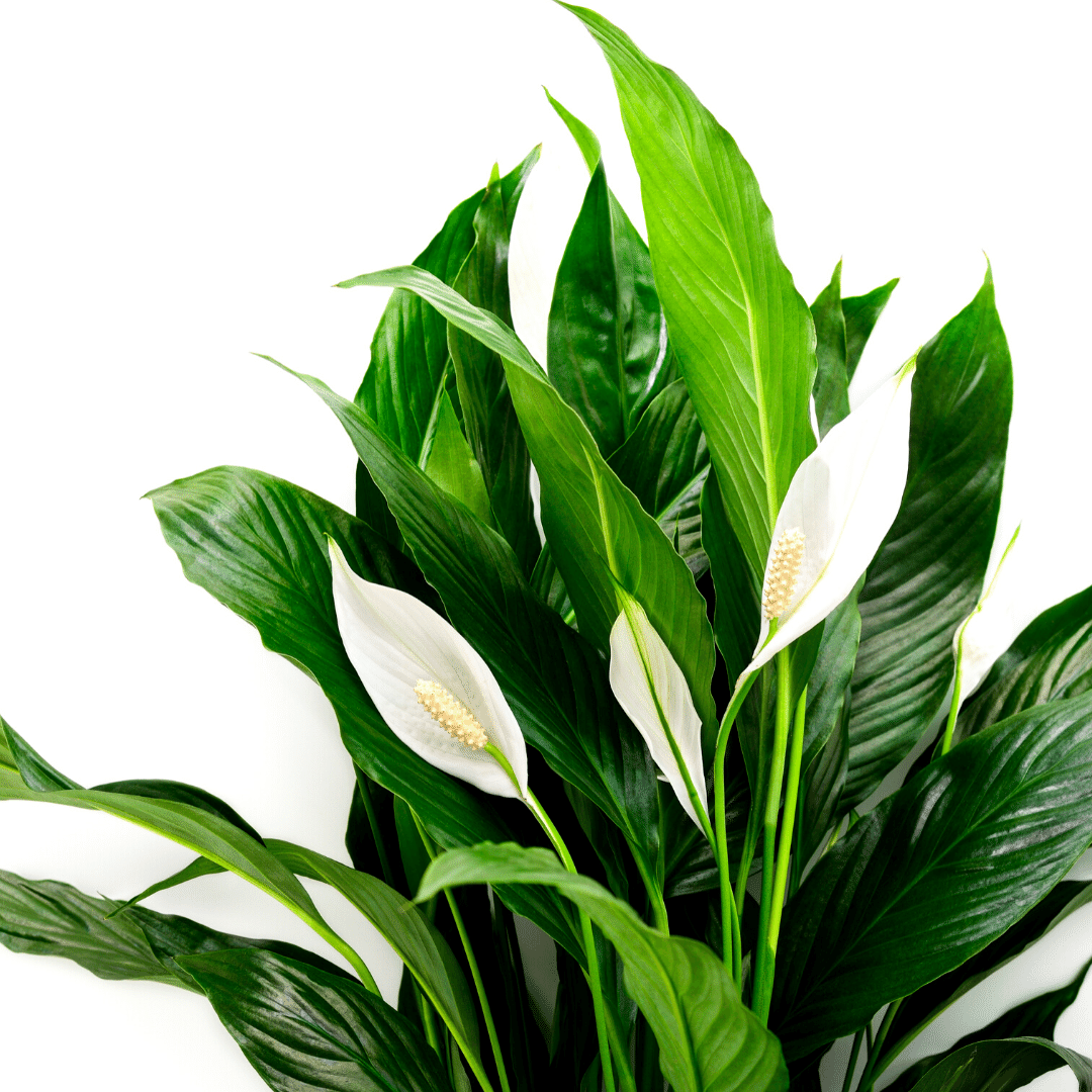 Белокрыльник спатифиллум. Спатифиллум (Peace Lily). Спатифиллум ivanportillae.