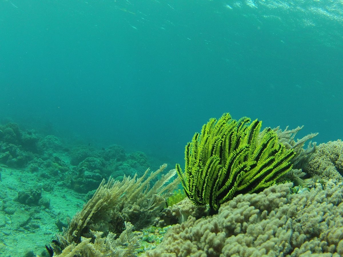 Натуральные водоросли. Анфецилин водоросли. Водоросли черного моря. Лентовидные водоросли. Водоросли algae.