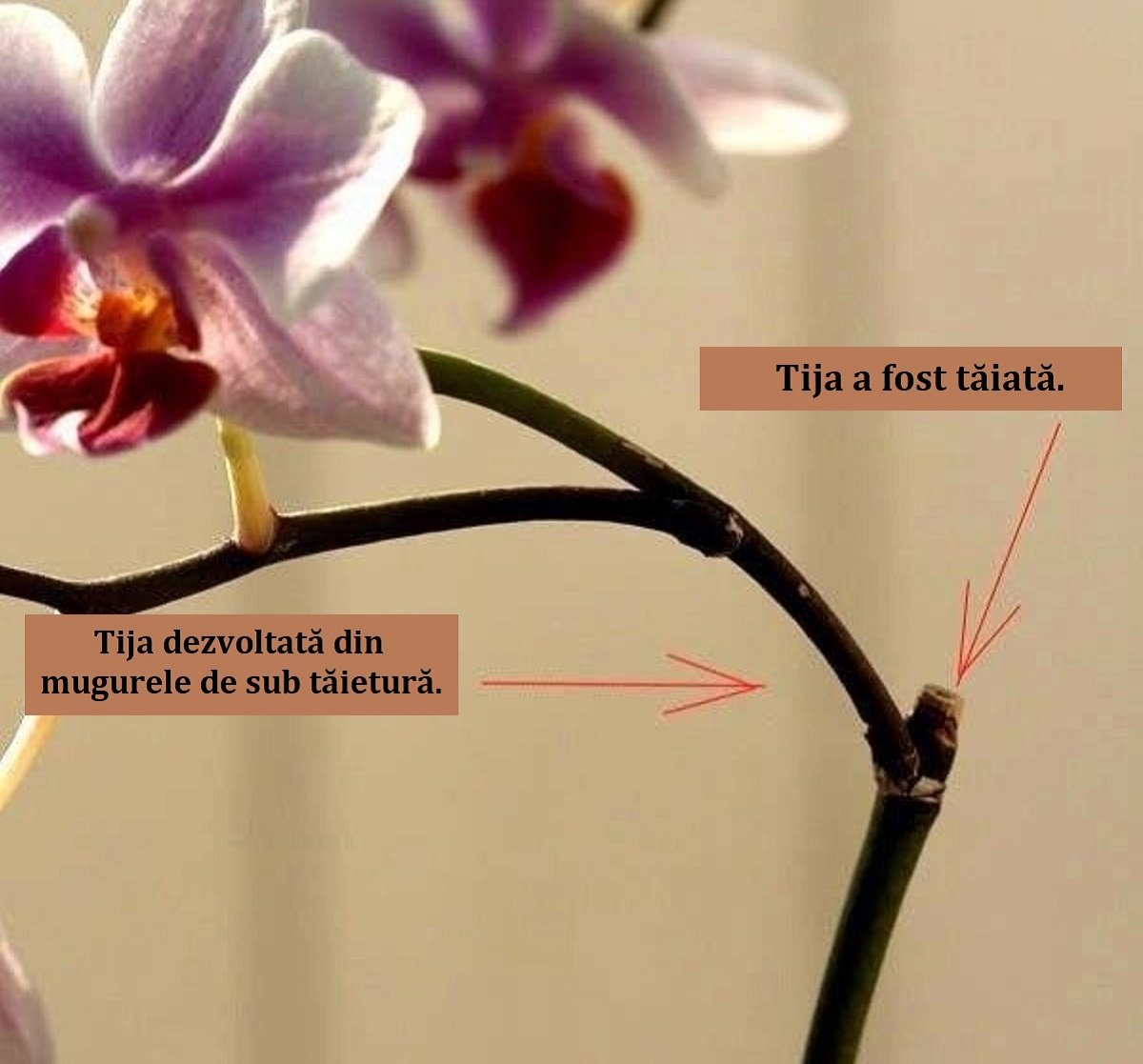 Орхидея после цветения уход в домашних условиях