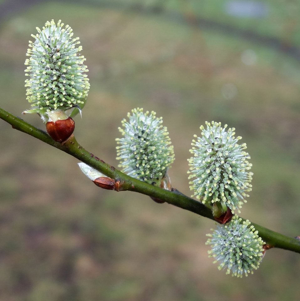 Salix caprea РїР»РѕРґС‹