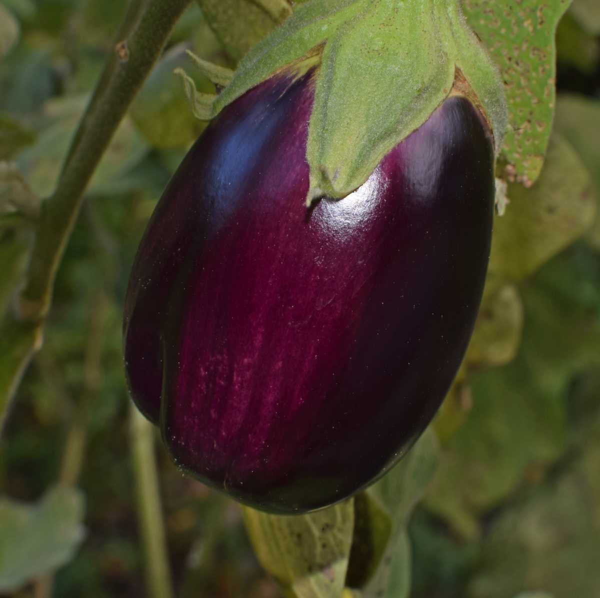 Eggplant баклажан Nord