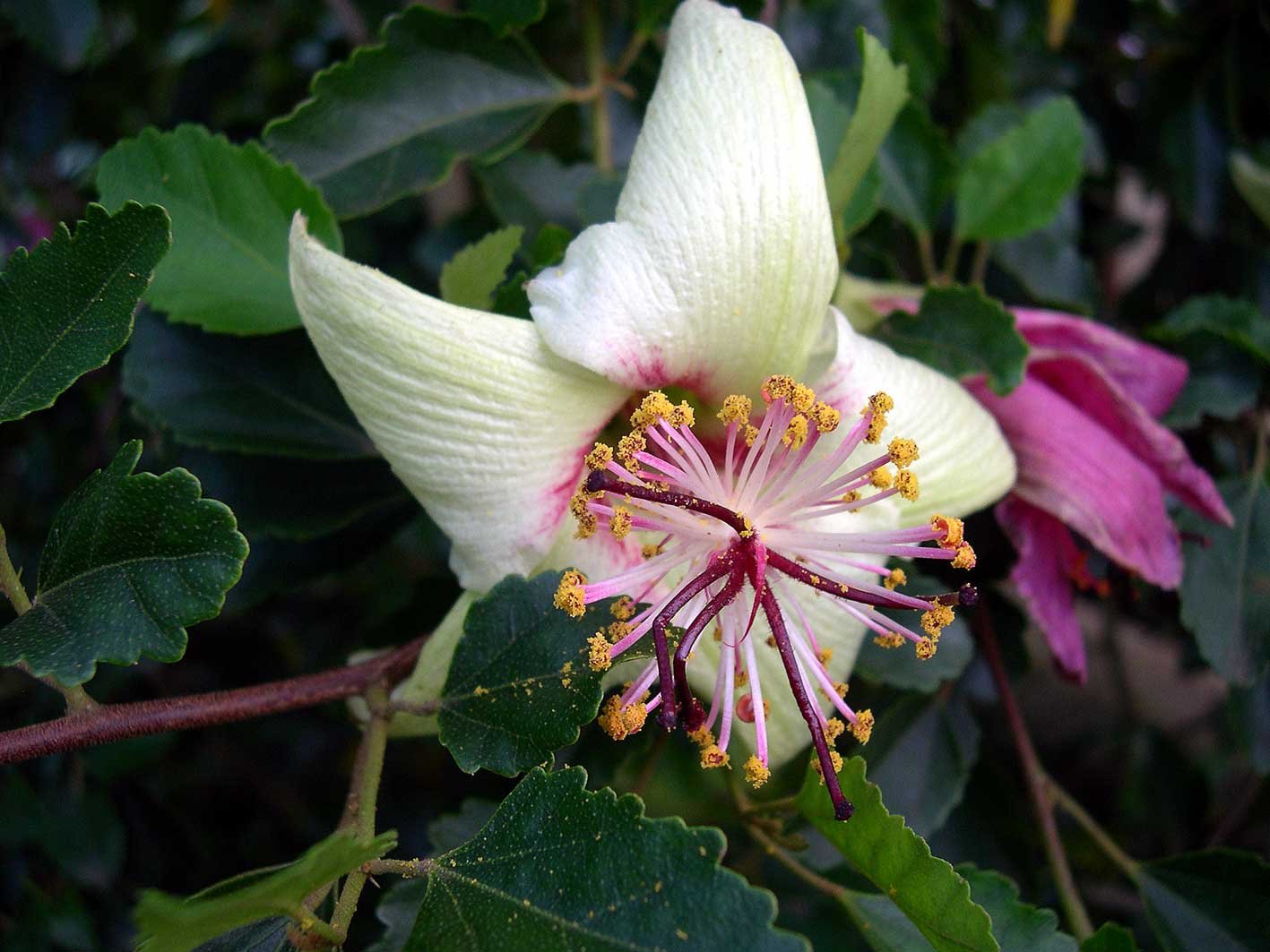 Hibiscus calyphyllus