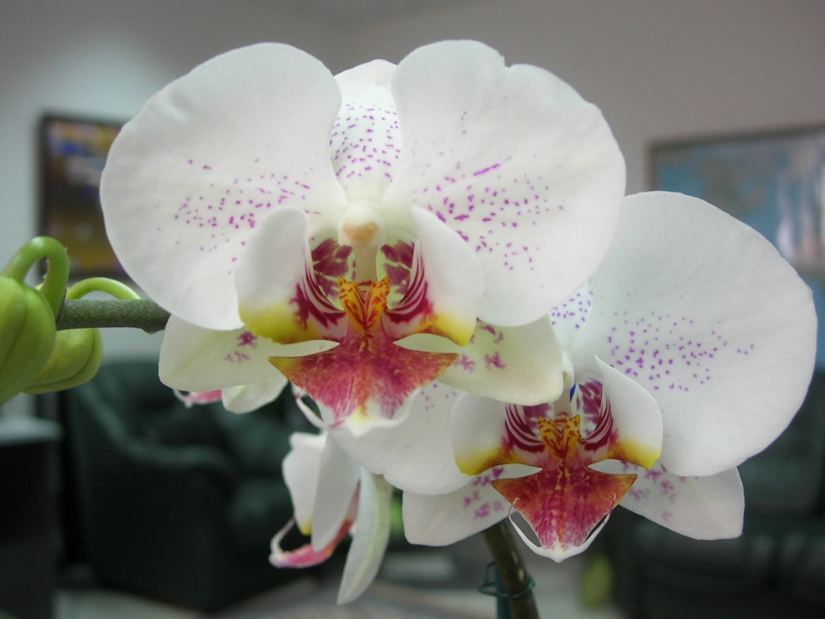 Орхидея лас пальмас фото и описание