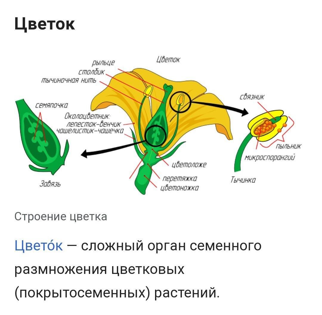 Какие части цветка привлекают насекомых 6. Строение цветка. Строение тыквы.