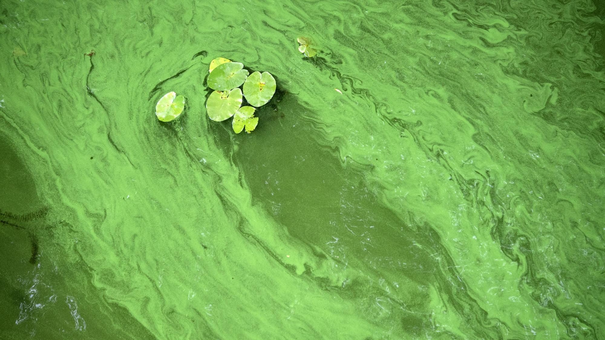 Зеленые воды в легких. Цианобактерии сине-зеленые водоросли. Цветение воды цианобактерии. Пресноводные цианобактерии. Синезелёные водоросли цвет.