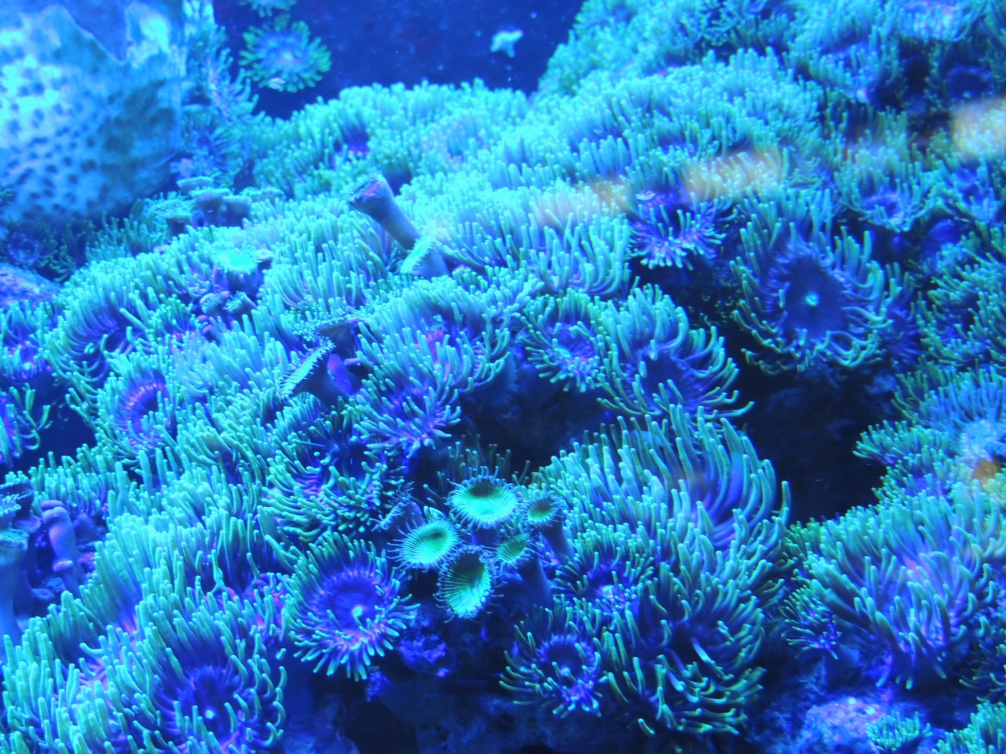 Какие водоросли глубоководные. Коралловые полипы рифы. Коралловые полипы в индийском океане. Водоросли и кораллы. Глубоководные склерактиниевые кораллы.