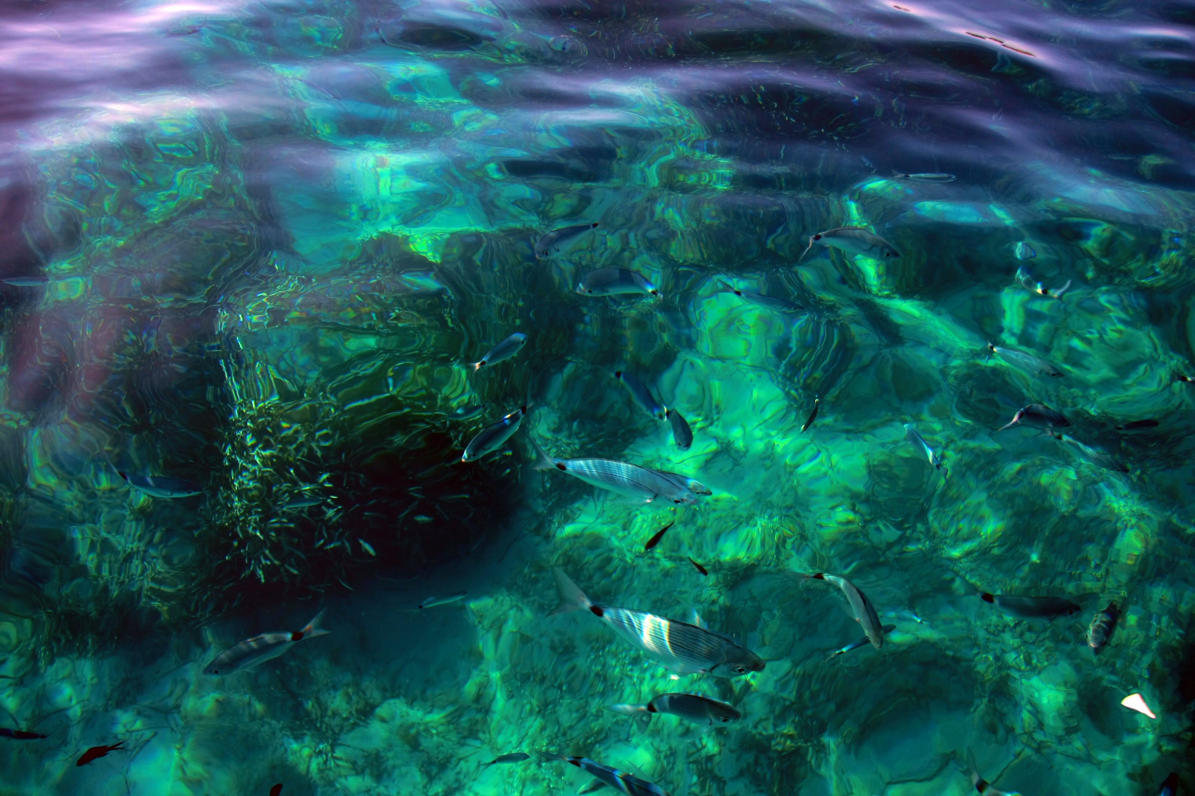 В воде рыбы водоросли. Море изумрудного цвета. Изумрудная вода. Изумрудный цвет в природе. Океан изумрудного цвета.