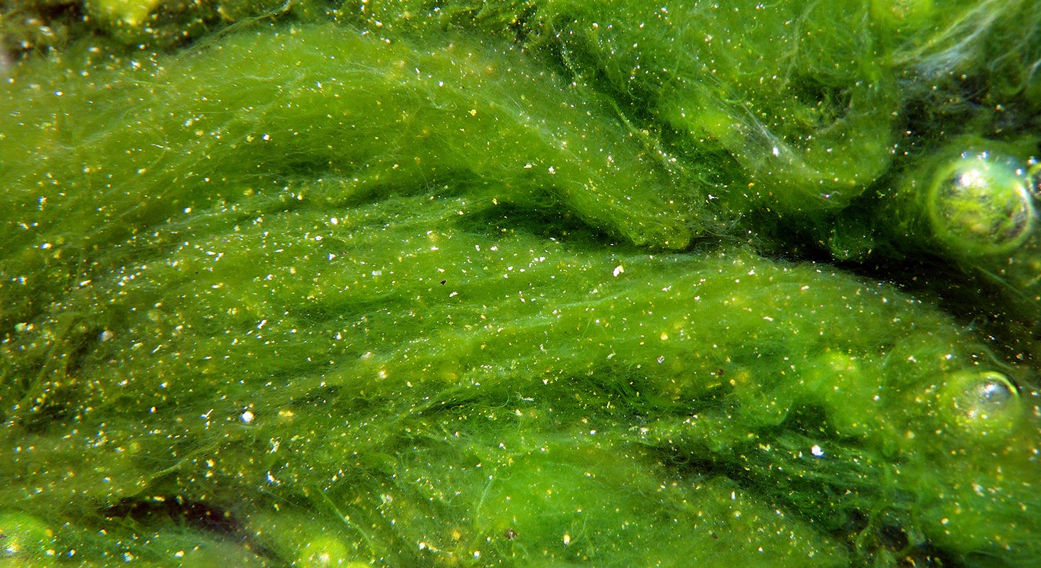 Культура водорослей. Водоросли хлорелла улотрикс хламидомонада. Зеленые водоросли хлорелла. Микроводоросль хлорелла. Зеленые водоросли хламидомонада хлорелла.