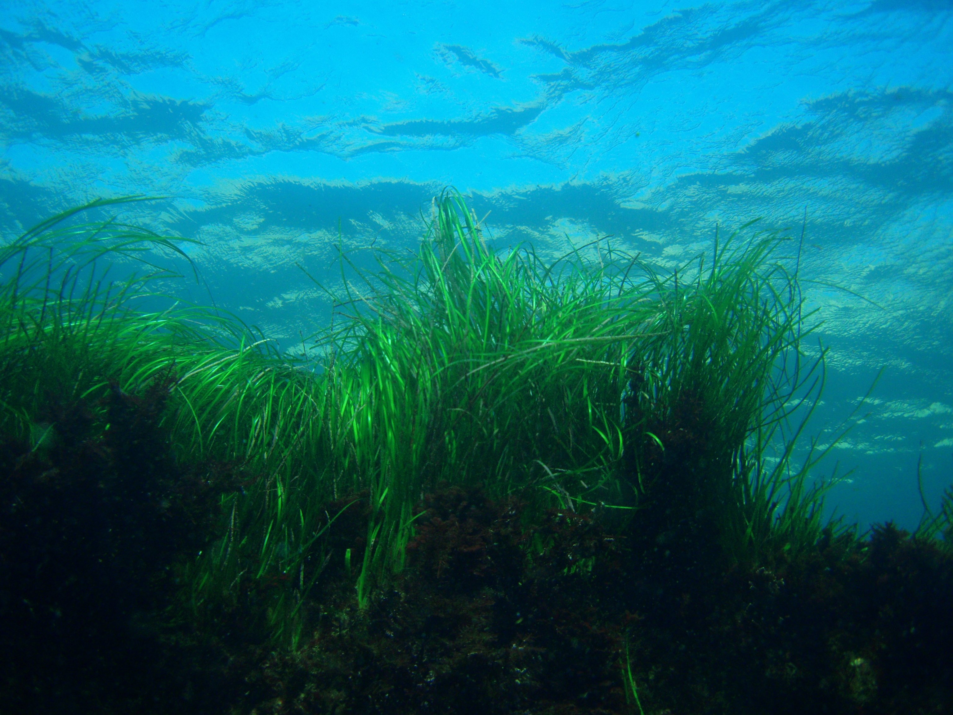Водоросли поглощают воду. Фитопланктон водоросли. Фитопланктон и ламинарии. Фитопланктон зеленые водоросли. Arthrospira водоросли.