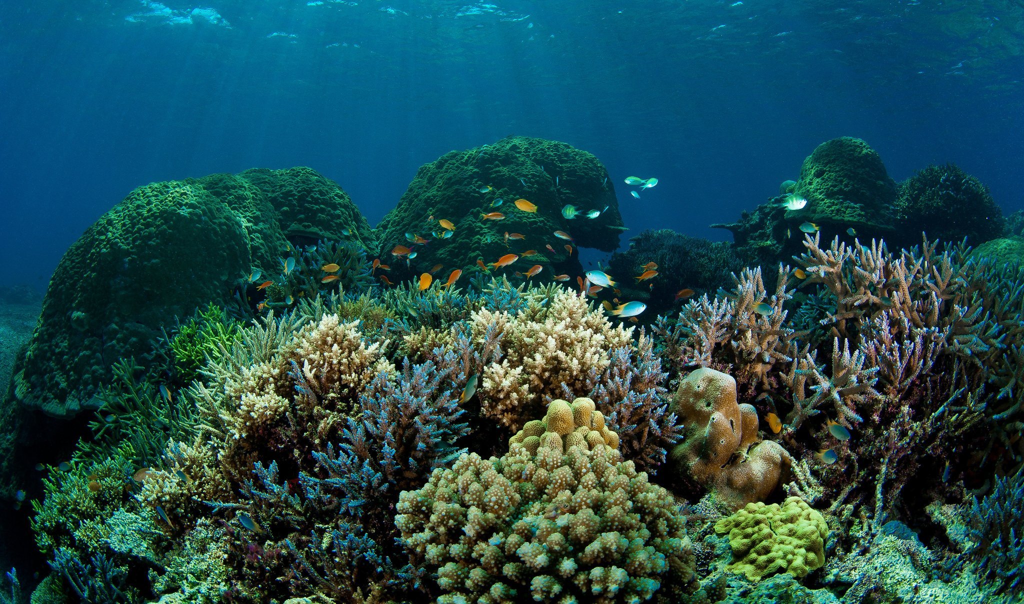 Природа подводный мир. Барьерный риф в тихом океане. Подводный риф риф. Кораллы бентос. Коралловые рифы Средиземного моря.
