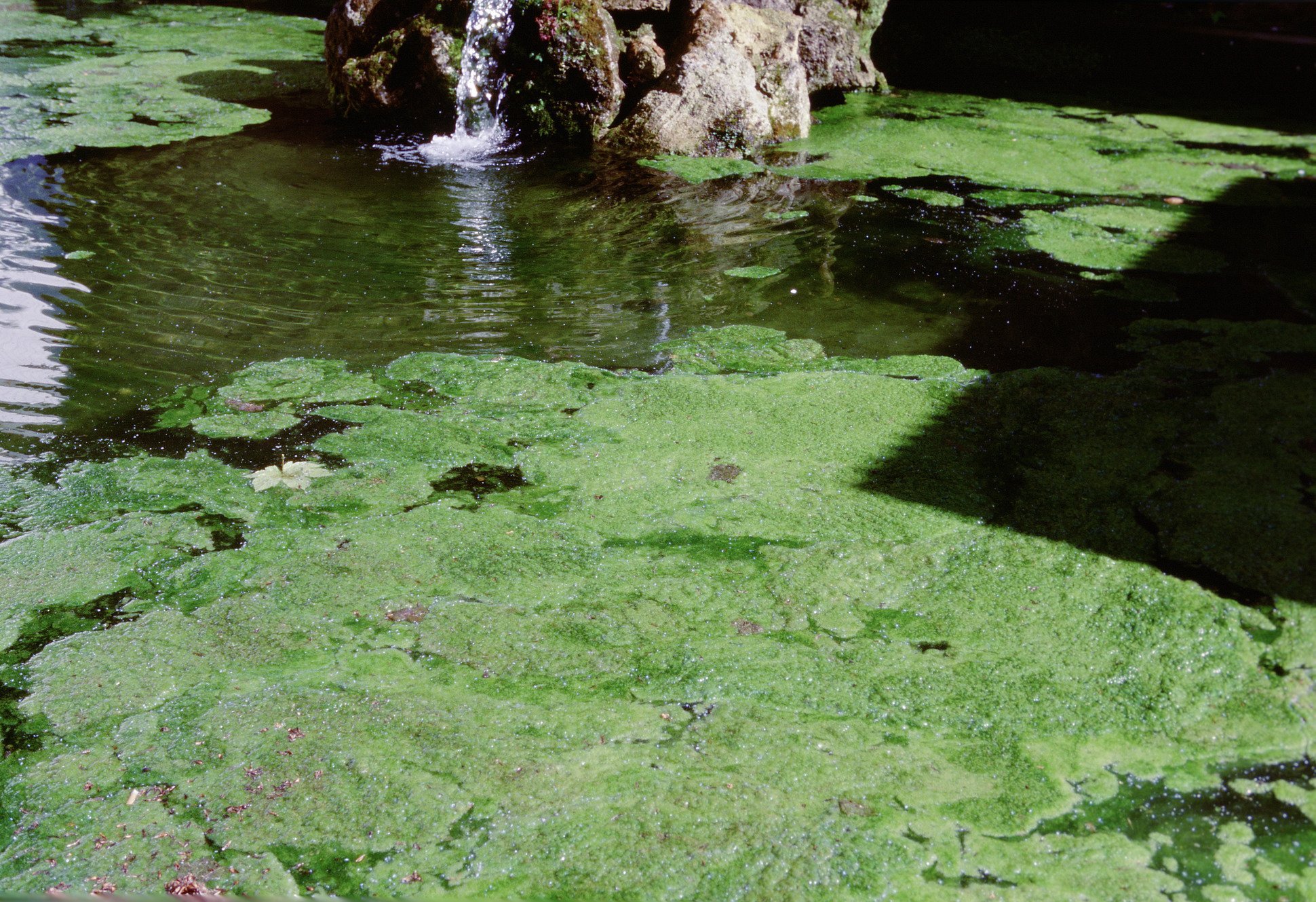 Почему позеленела вода. Цветение воды цианобактерии. Синезеленные водоросли. Цианобактерии в пруду. Цветение водоемов.
