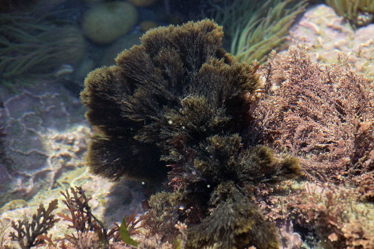 Бурые водоросли Средиземного моря