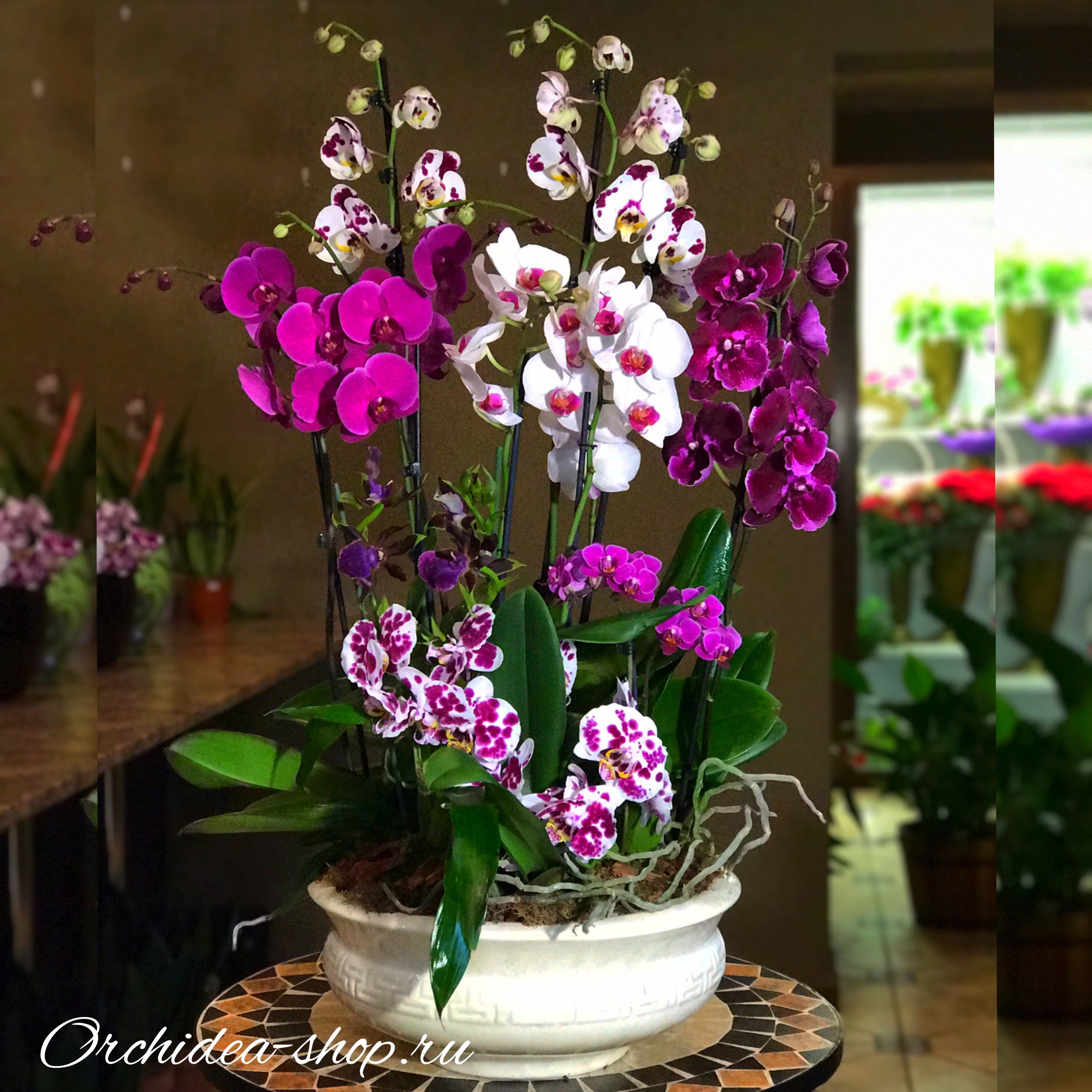 Орхидея живая цветок. Орхидея фаленопсис Каскад. Орхидея фаленопсис микс. Композиции с орхидеей фаленопсис. Фаленопсис обильноцветущий.
