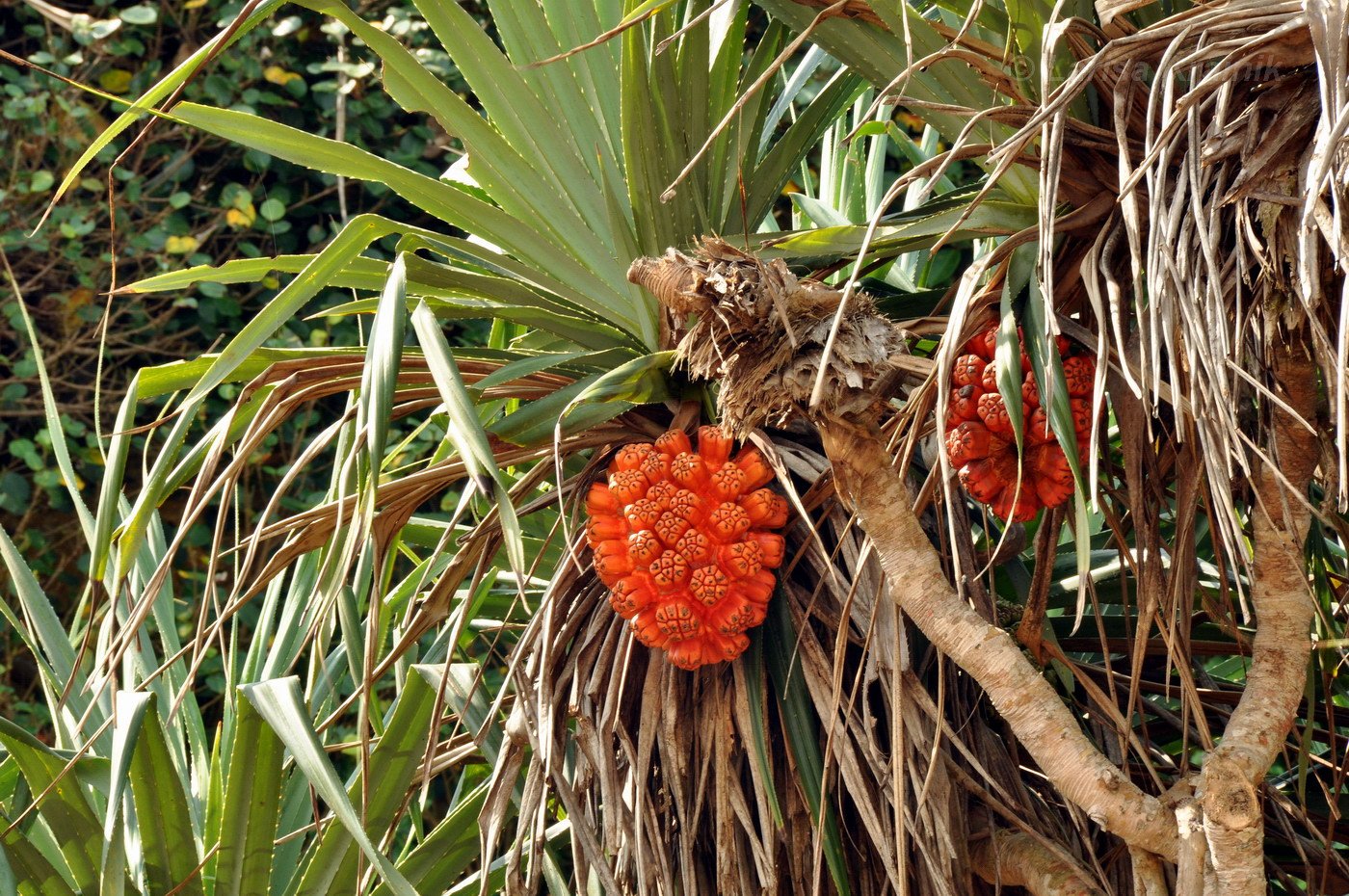 Пандан что это. Pandanus odoratissimus. Pandanus tectorius. Пандан (растение). Pandanus boninensis.