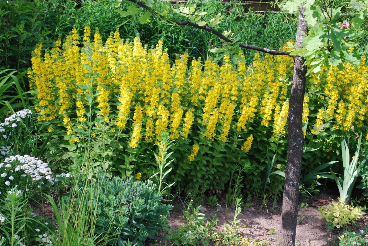Желтые цветы: самые красивые садовые многолетники с желтыми и оранжевыми цветками, ТОП 60