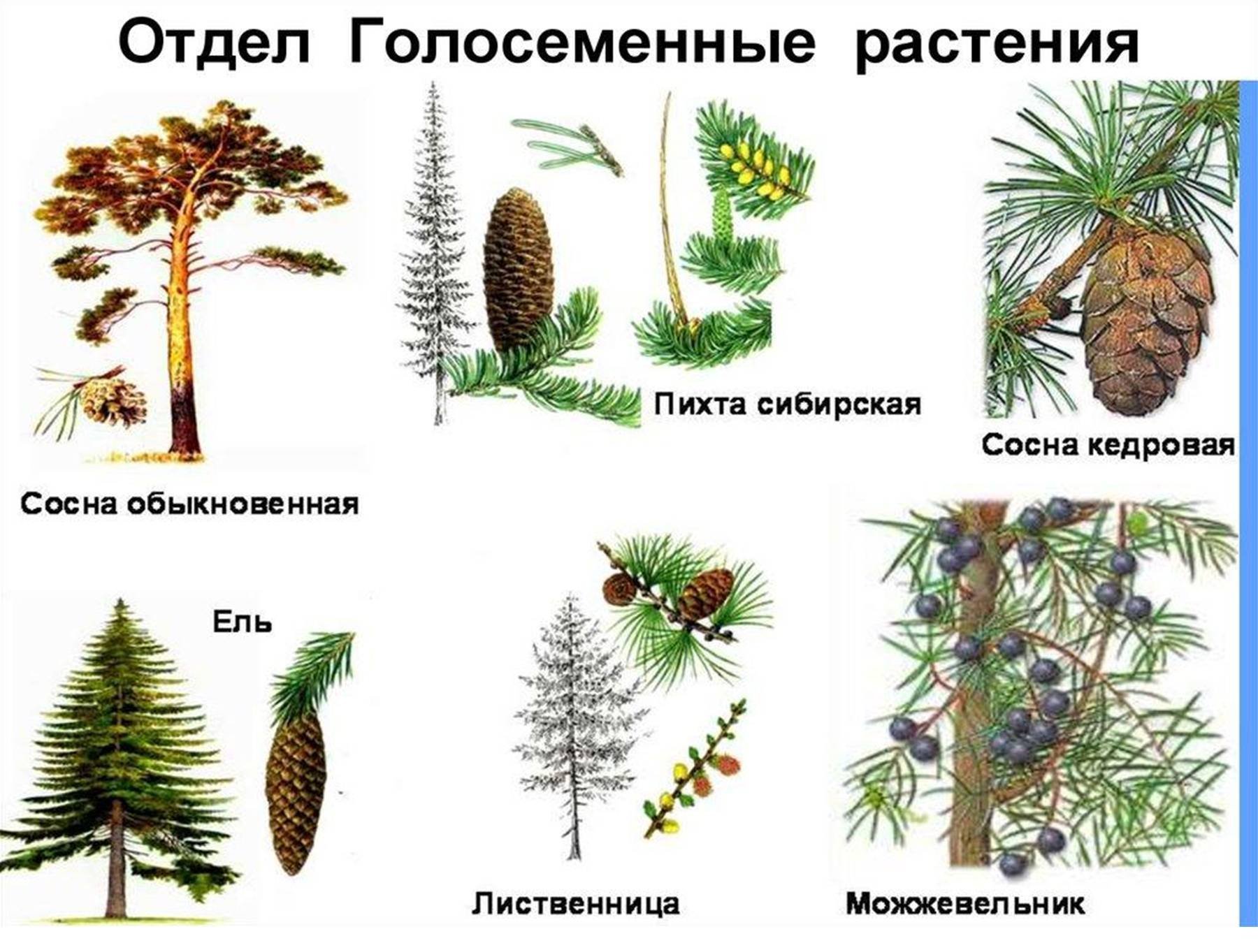 К голосеменным растениям относят. Голосеменные:ель сосна, лиственница. Голосеменные хвойные кустарники. Отдел Голосеменные лиственница. Голосеменные растения лиственница.