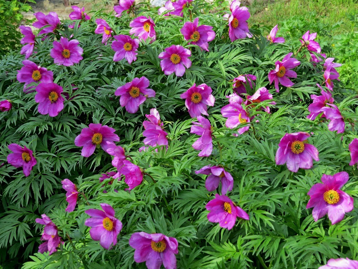 Марьин корень. Пион Марьин корень. Марьин корень (Paeonia anomala). Пион уклоняющийся. Цветок пион уклоняющийся Марьин корень.