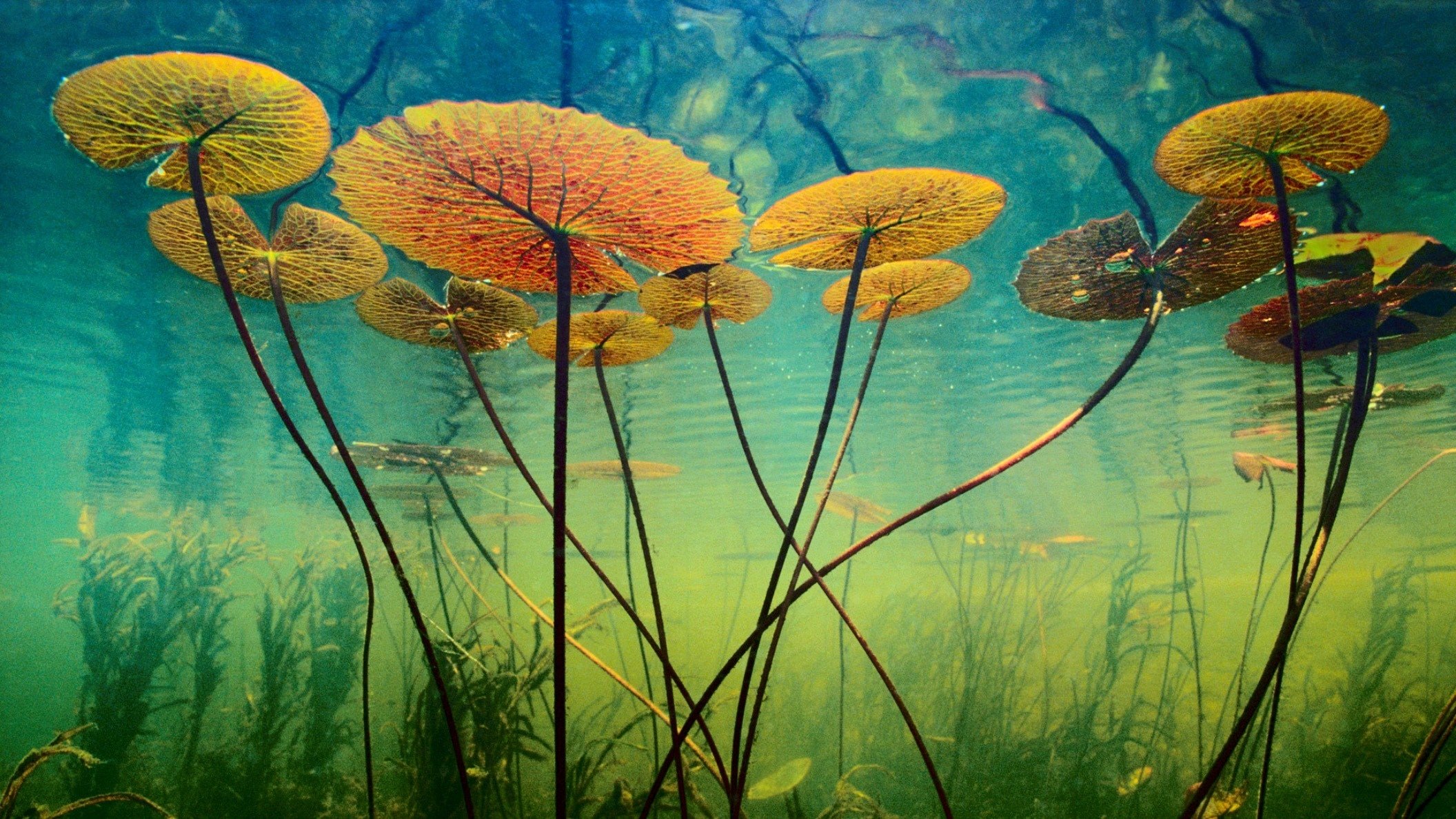 Съедобные водные растения - 71 фото