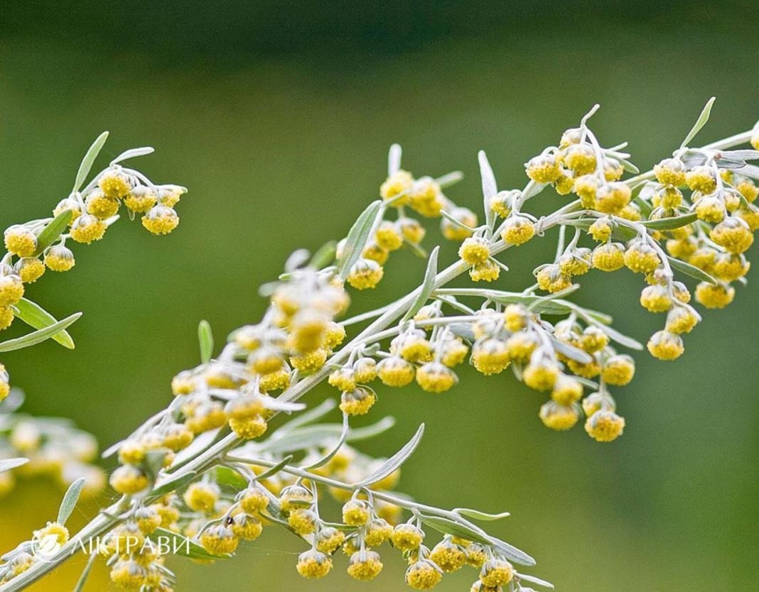 Полынь лечебная. Полынь горькая (Artemisia absinthium). Чернобыльник трава. Полынь горькая (Artemísia absínthium).. Полынь соцветие.