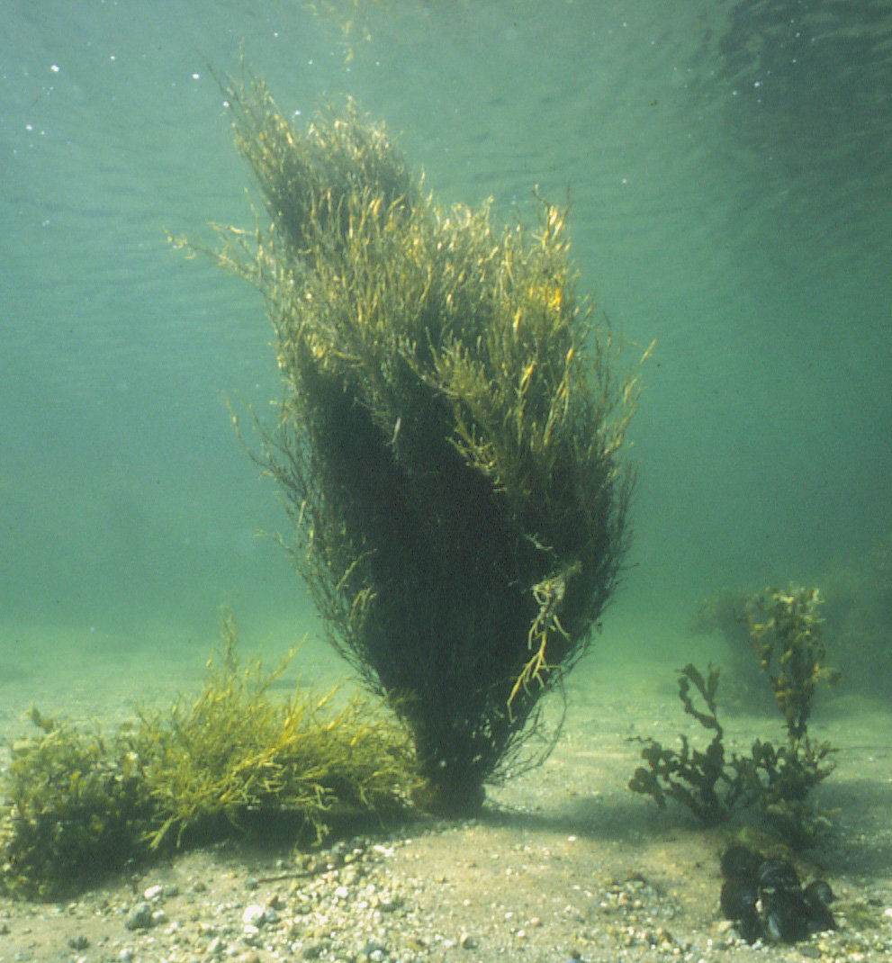 Водоросли обитают в воде откуда впитывают. Ламинариум водоросли. Водоросли algae. Подводные растения.