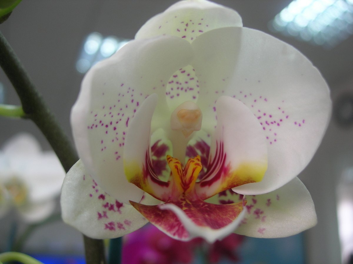 Монтпельер Орхидея