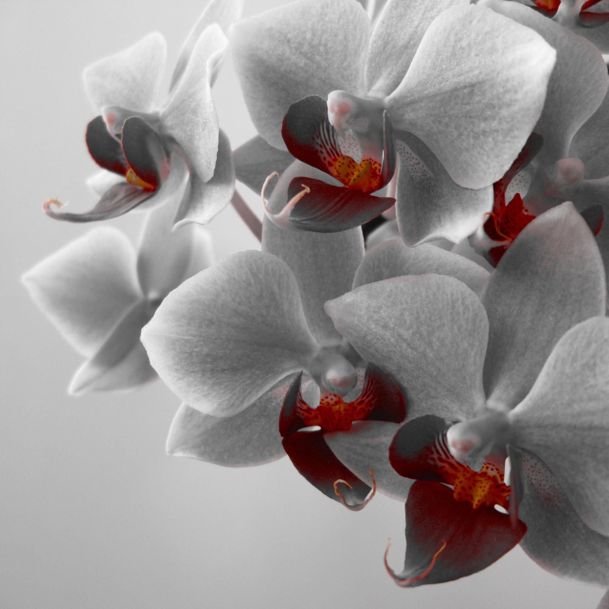 Красное белое орхидеи. Темные орхидеи фаленопсис. Орхидея ambiance Phalaenopsis. Фаленопсис Валенсия.