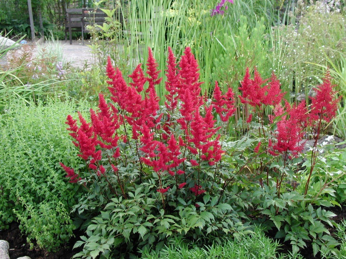 Астильба Арендса (Astilbe arendsii Spinell