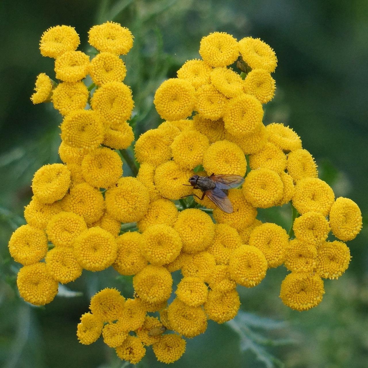 Пижма обыкновенная - Tanacetum vulgar