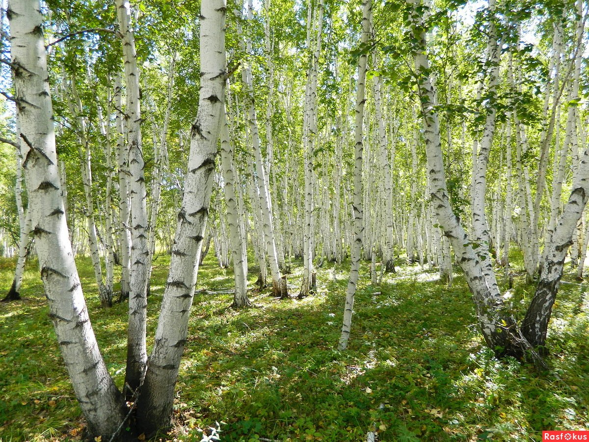 Birch фото. Березовая роща Якутии. Уральская береза дерево. Березовая роща береза повислая. Березовые Рощи Южного Урала.