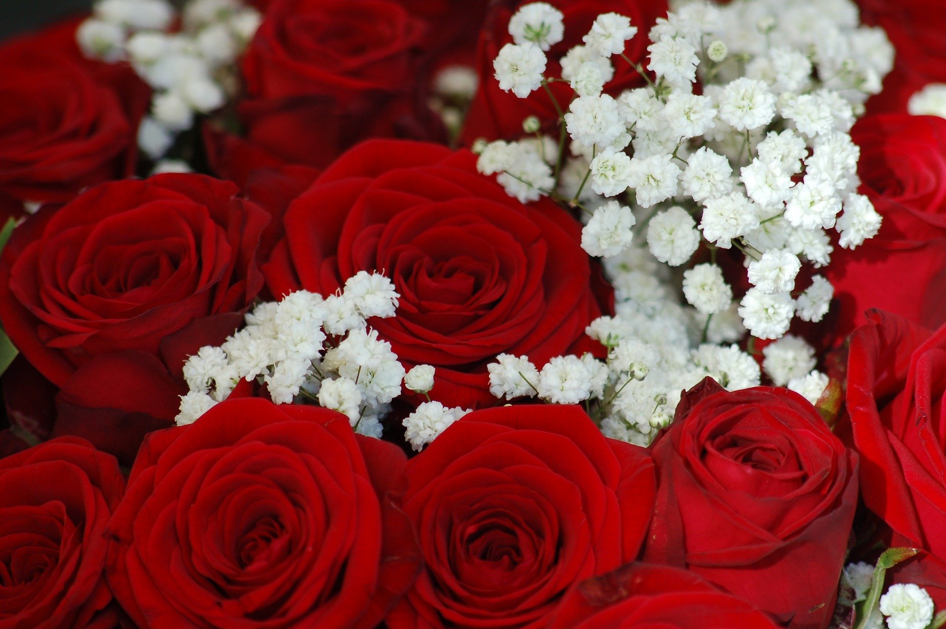 В букете было красных роз. Красивый букет роз. Красивые красные розы. Шикарный букет роз.