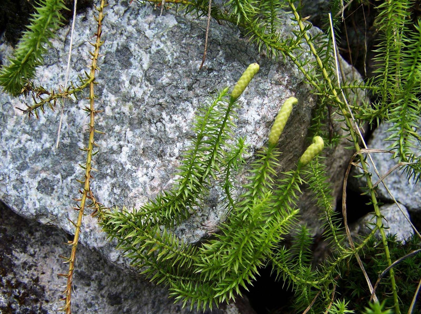 Плаунообразные растения. Плаун ликоподий. Плаун булавовидный. Ликоподиум плаун булавовидный. Плаун годичный (Lycopodium annotinum).