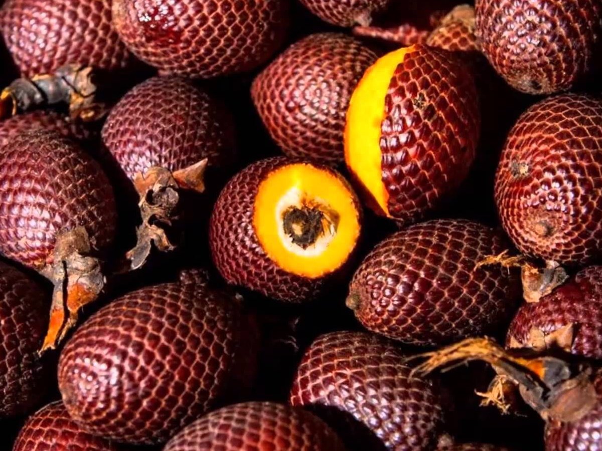 Дикие фрукты род. Buriti (бурити). Пальма бурити. Агуахе фрукт. Необычные фрукты.