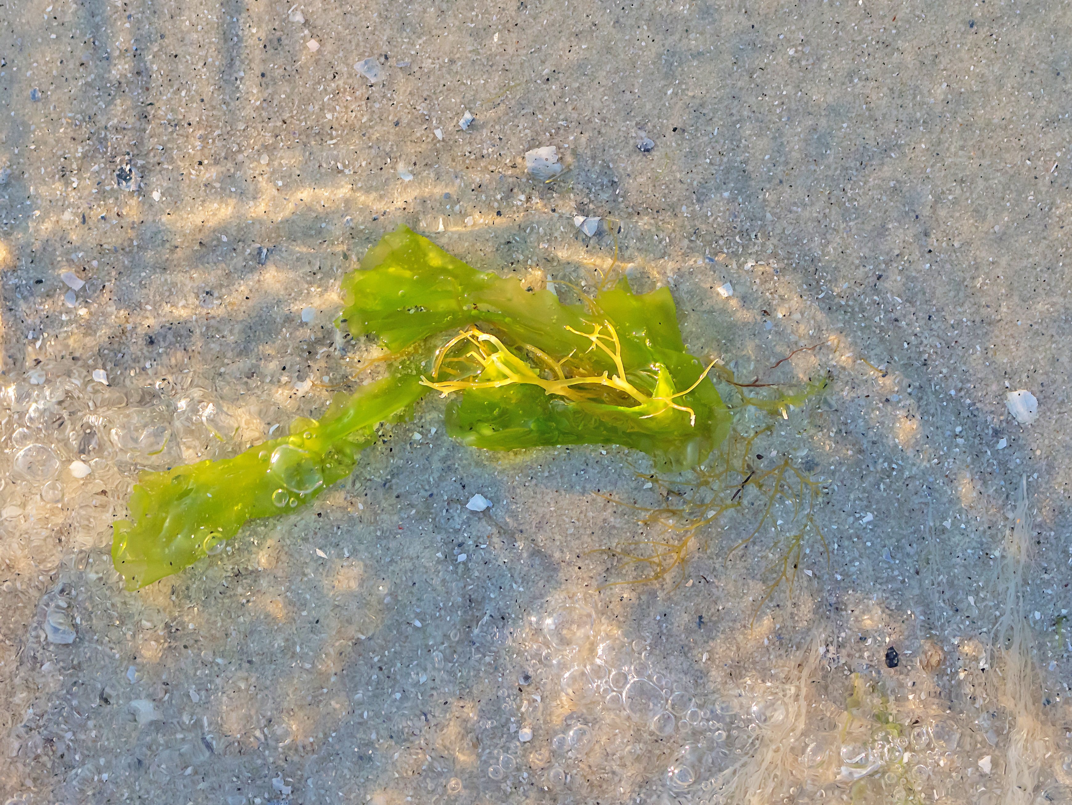 Наземно воздушные водоросли. Наземные водоросли. Водоросли в почве. Наземные зеленые водоросли. Водоросли на суше.