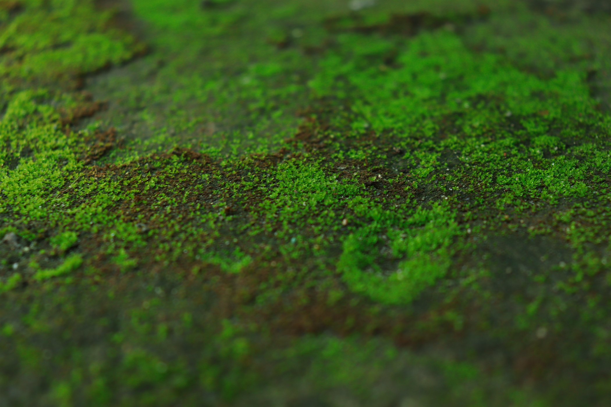 Почвенные водоросли. Эдафофильные водоросли. Аэрофитон водоросли. Ватер-Грасс (Рясковый мох) куст зелёный. Почвенные синезеленые водоросли.