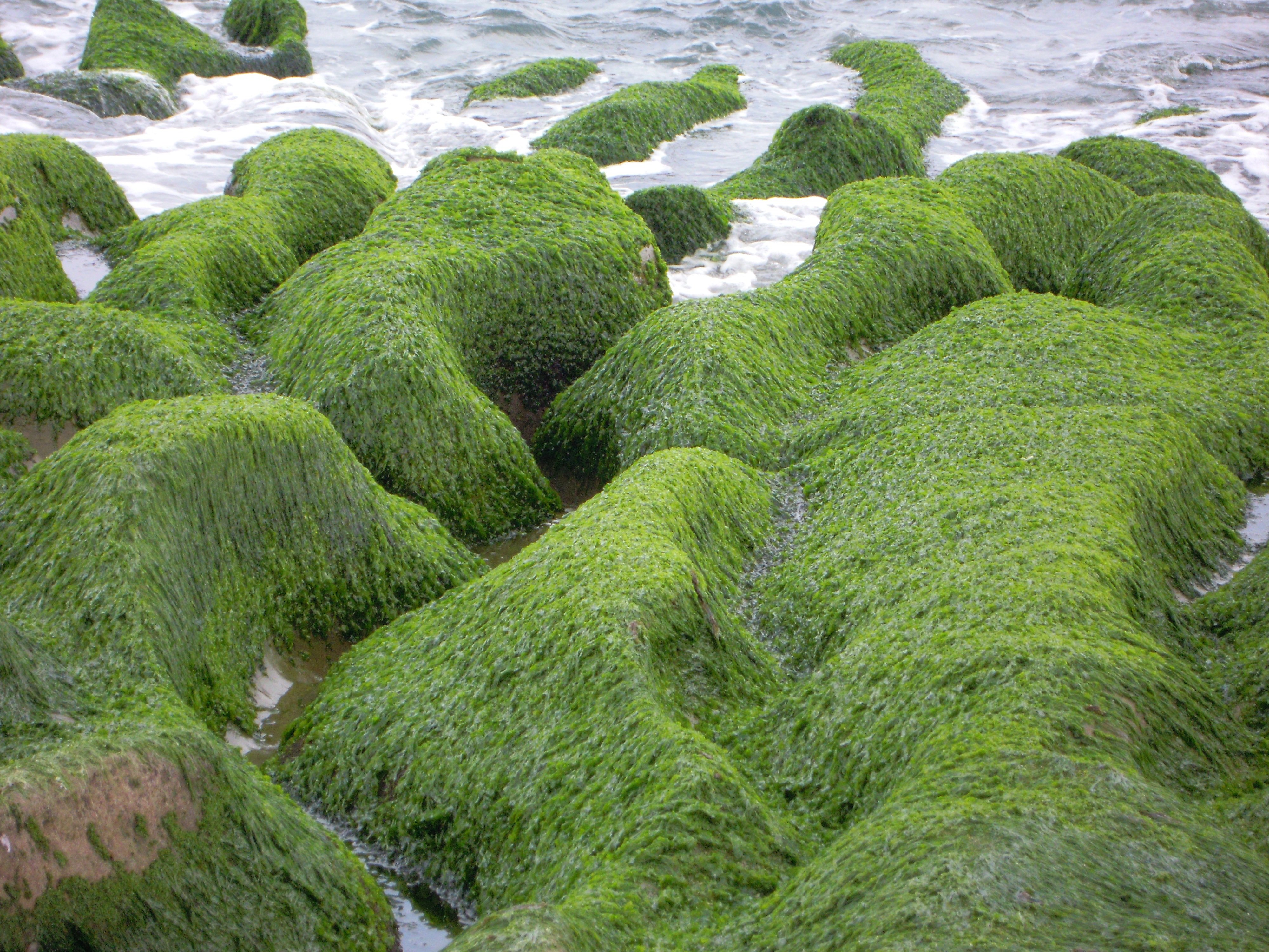 Почвенные водоросли. Аэрофильные водоросли. Аэрофитон водоросли. Эдафофильные водоросли.