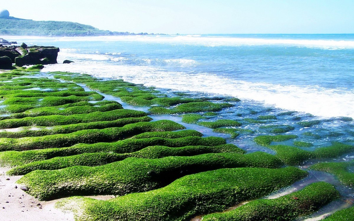 Почвенные водоросли. Эдафофильные водоросли. Водоросли Балтийского моря. Надземные водоросли. Морской мох водоросли.