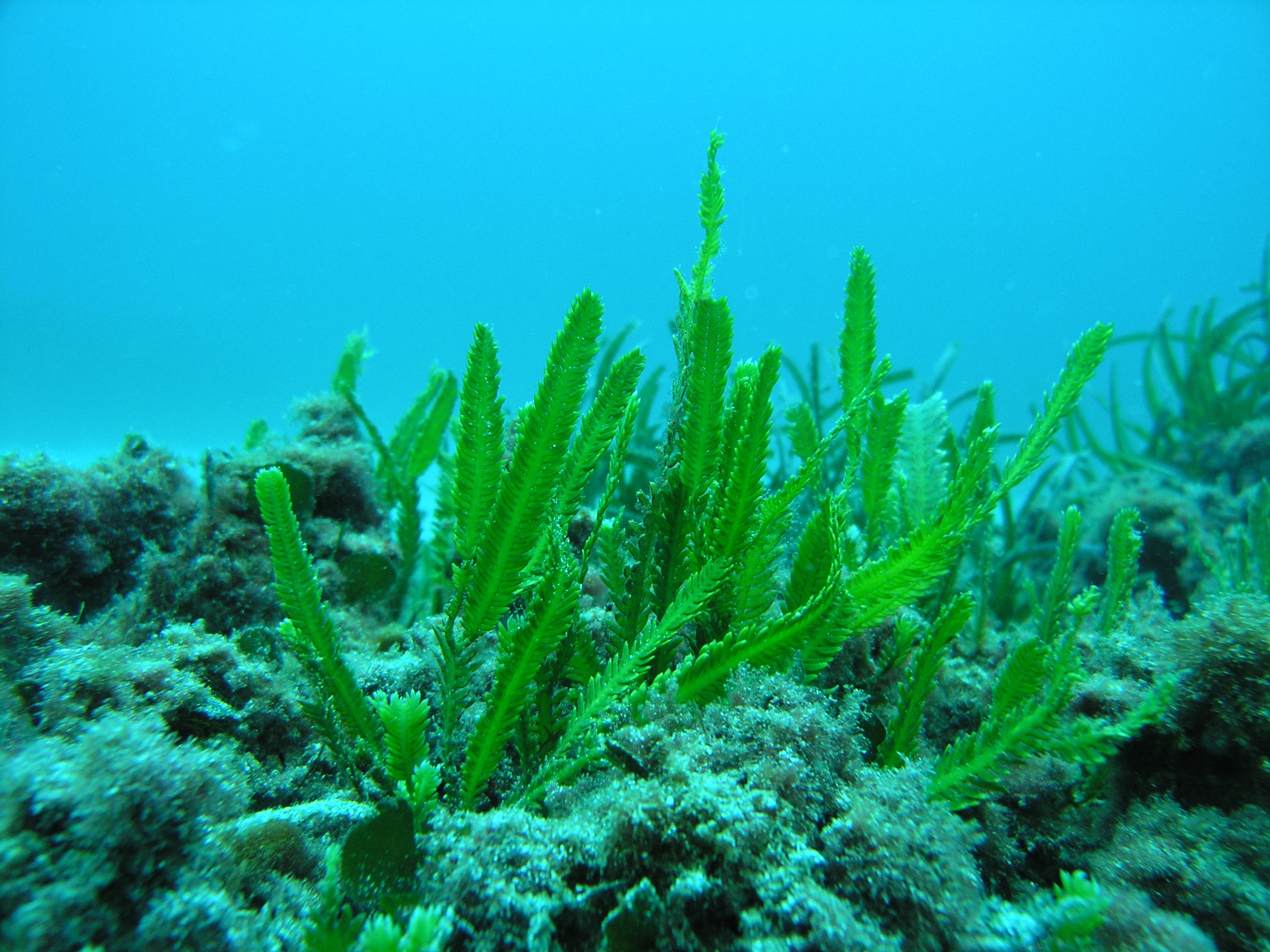 Океанические водоросли. Каулерпа Таксифолия. Каулерпа водоросль. Зеленая водоросль каулерпа. Бурые водоросли каулерпа.