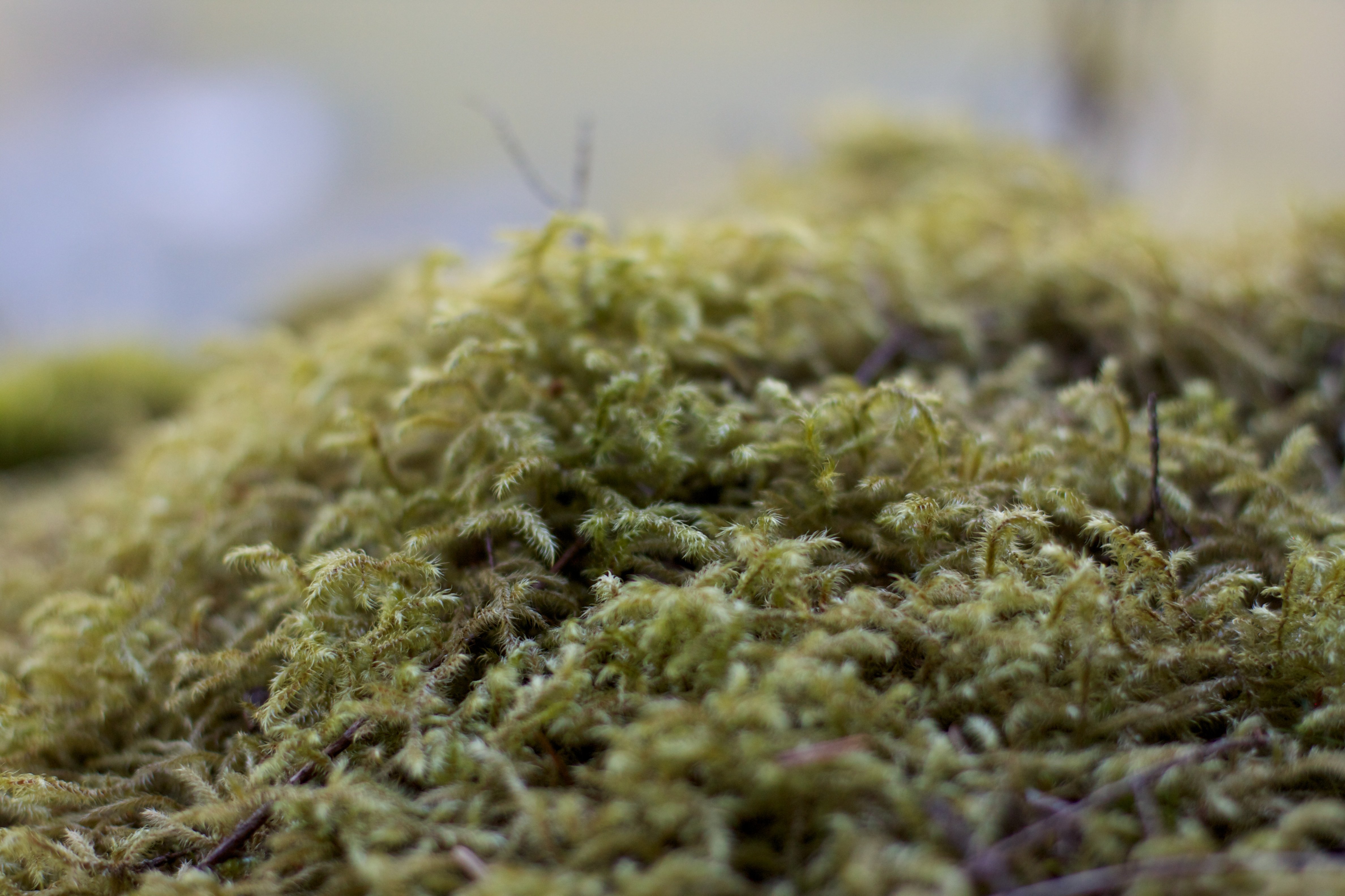Как вырастить водоросли хогвартс. Эдафофильные водоросли. Botrydium granulatum-шаровидная водоросль. Водоросли в почве. Зеленые водоросли на почве.