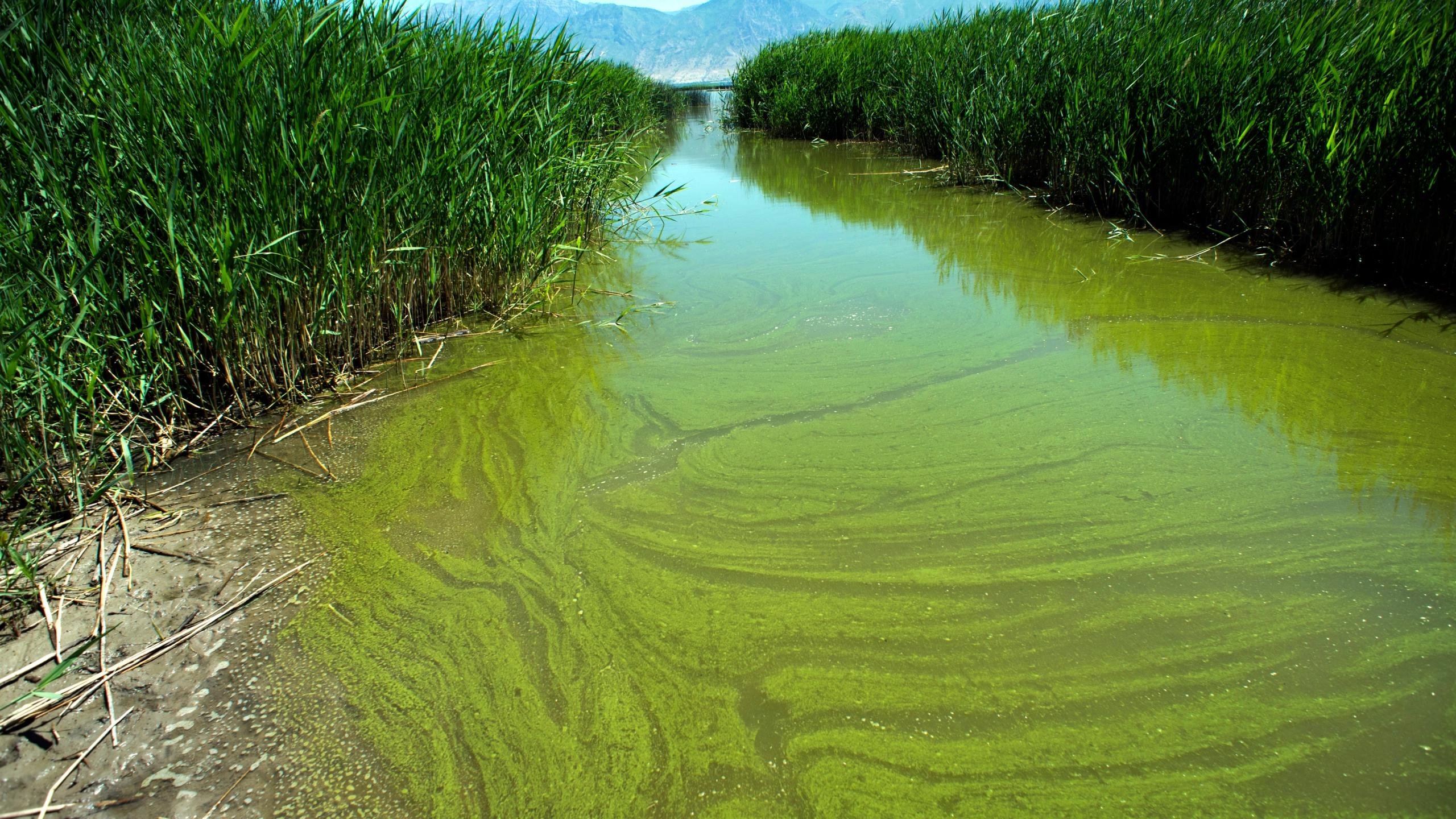 Водоросли в стоячей воде. Синезеленые цианобактерии. Синезеленые водоросли цианобактерии. Прокариотические цианобактерии. Цианобактерия это водоросль.