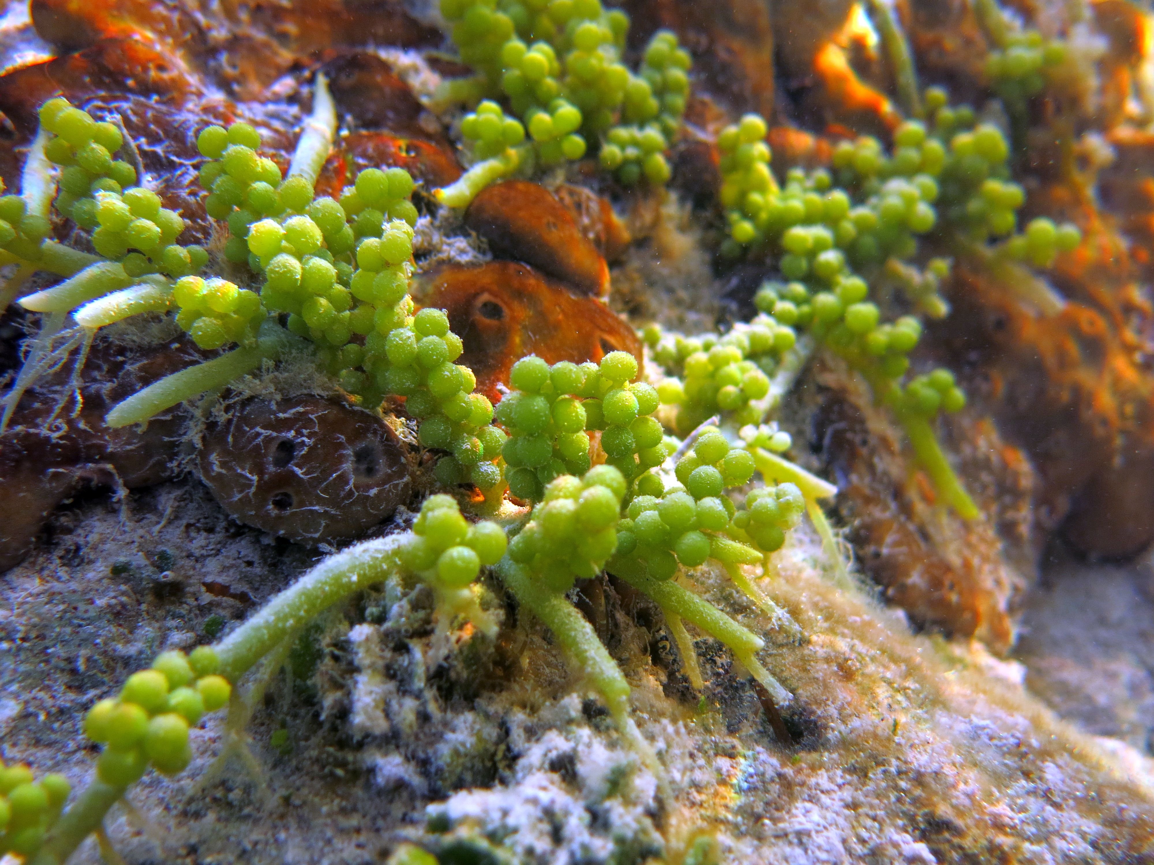 Водоросль одноклеточное растение. Каулерпа водоросль. Зеленая водоросль каулерпа. Каулерпа Виноградная. Каулерпа Тиссолистная.