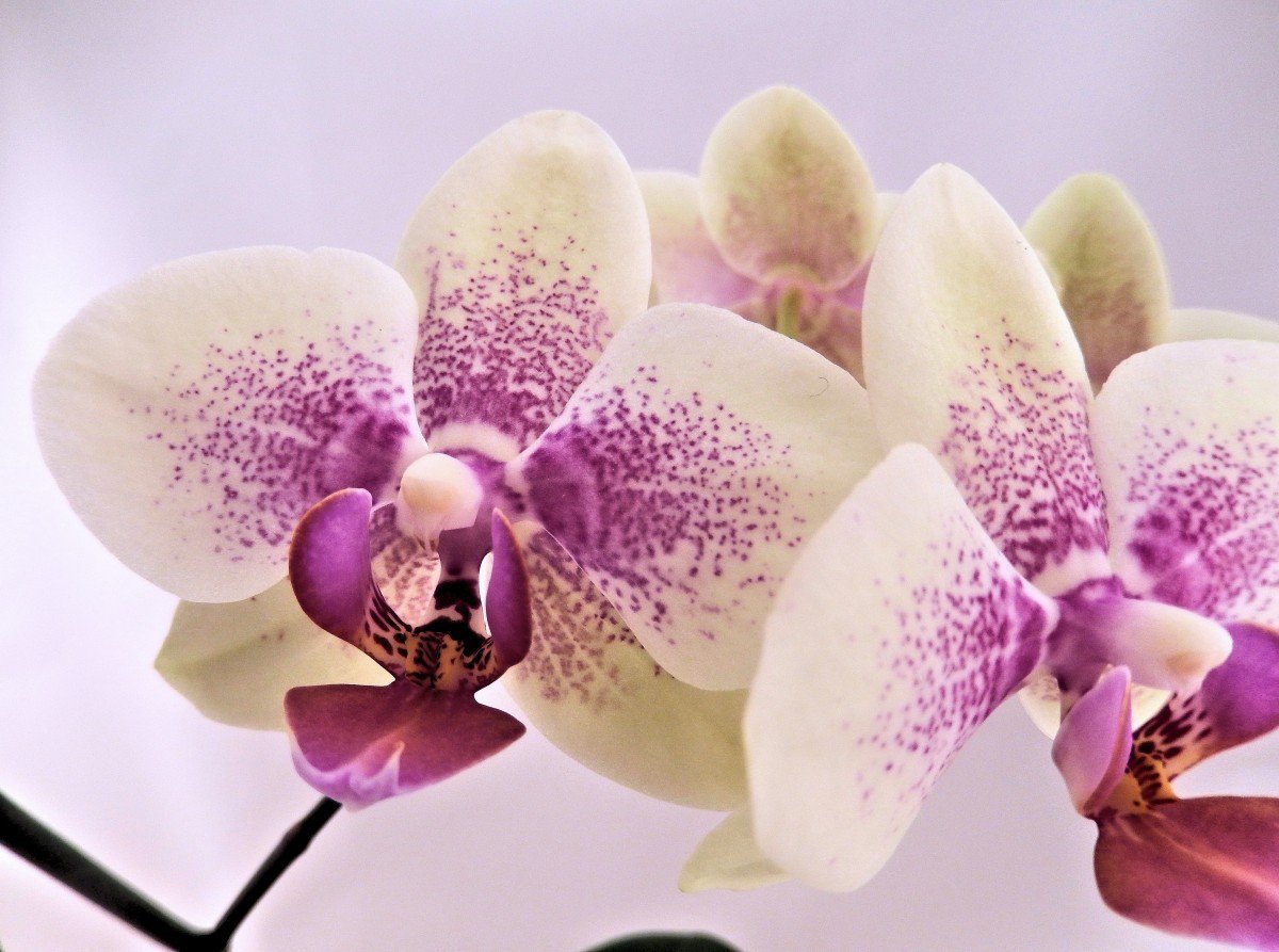 Голден ягуар орхидея - 77 фото