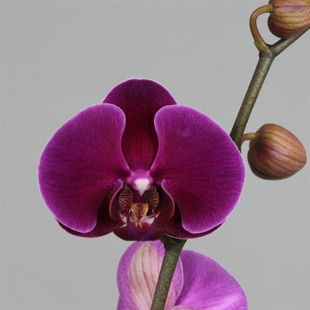 Розетта орхидея - 76 фото