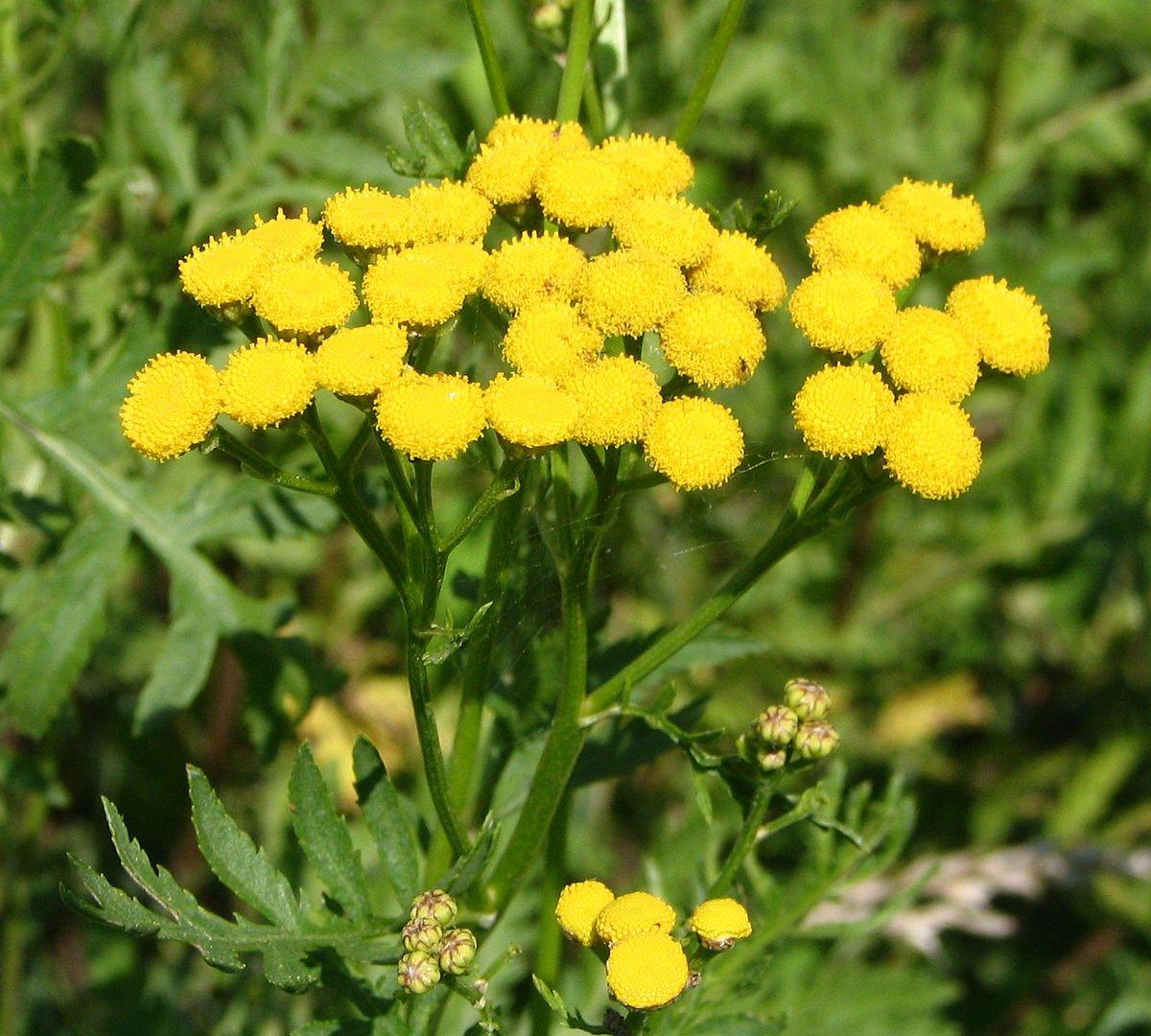 Пышма растение. Пижма обыкновенная (Tanacetum vulgare). Пижма Tanacetum Garden Treasure. Пижма (Tanacetum). Пижма обыкновенная, Дикая Рябинка.