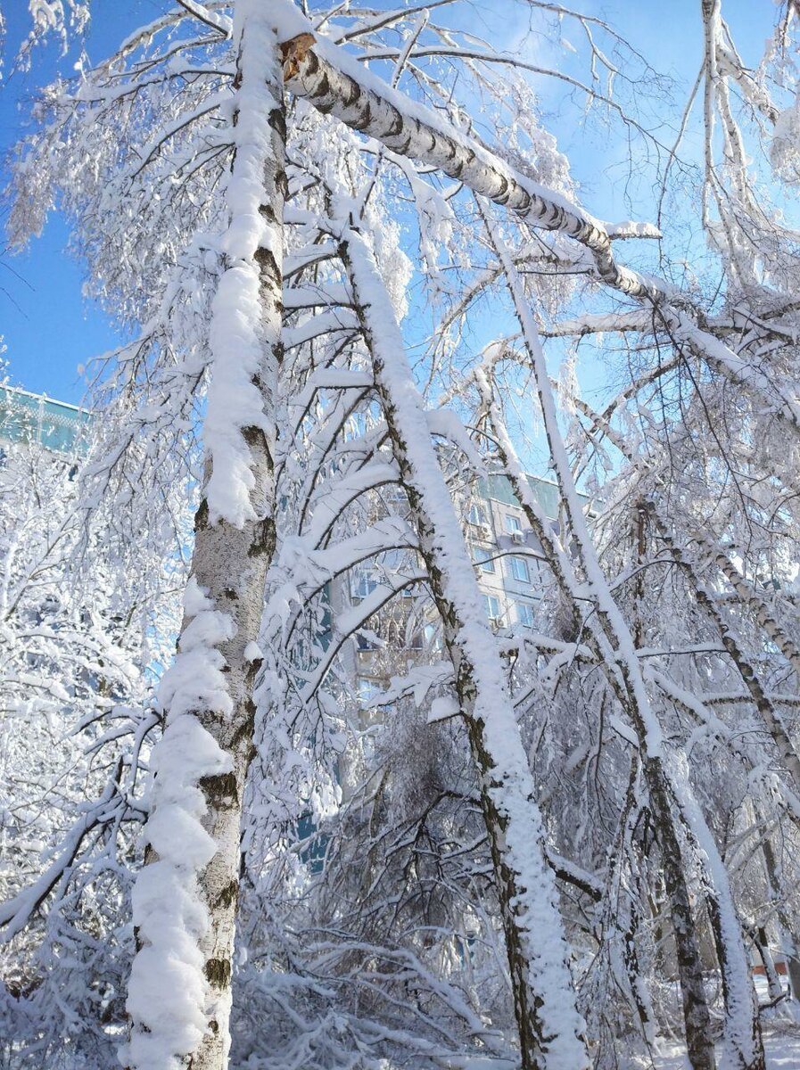 Снежная кайма на ветках. Береза в снегу. Снежная кайма. Кайма на Березе. Снежная кайма на деревьях.