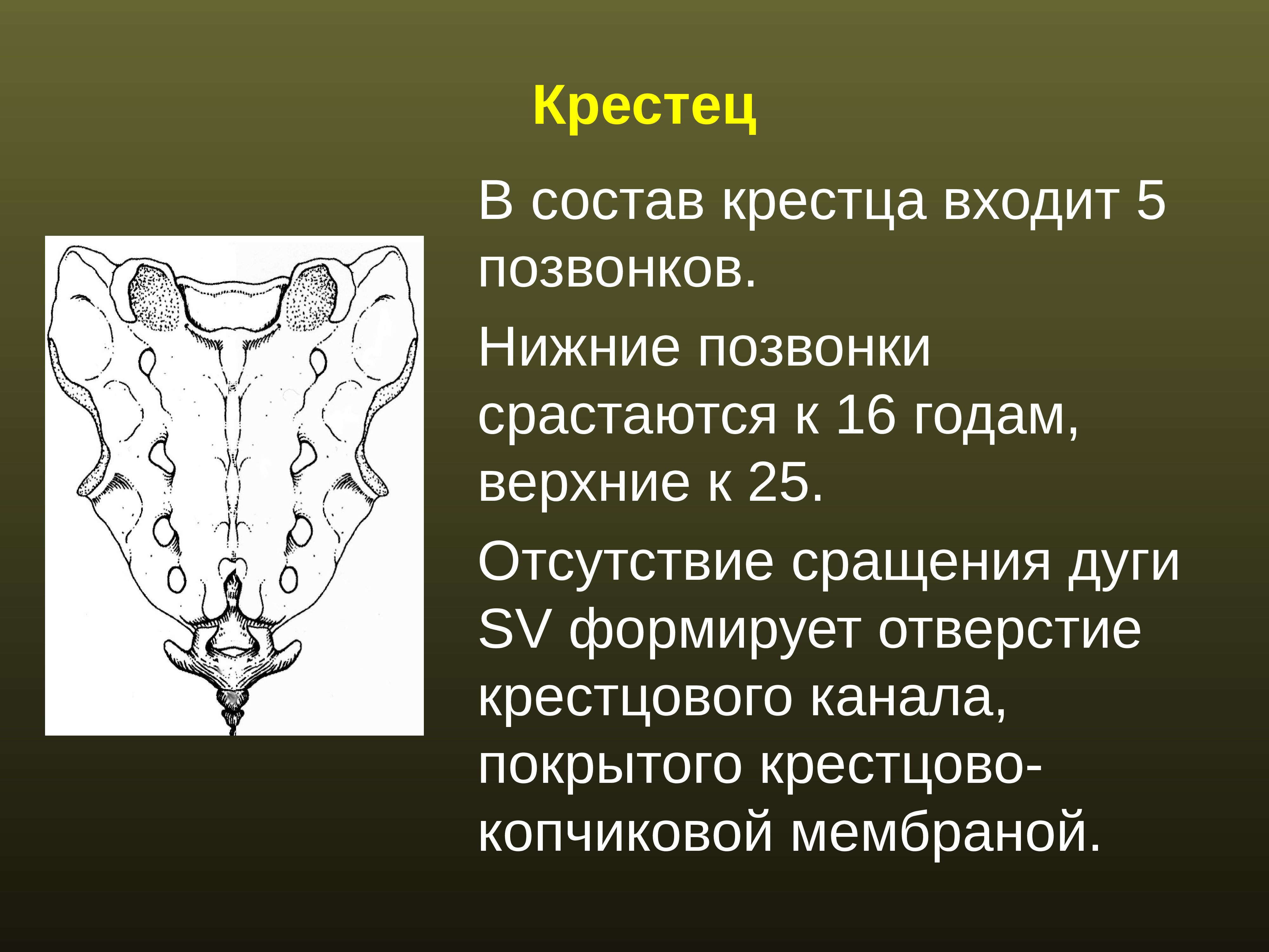 Крестцовые позвонки неподвижные. Сросшиеся крестцовые позвонки. Состав крестца. Особенности кресткрестца. Что входит в крестец.