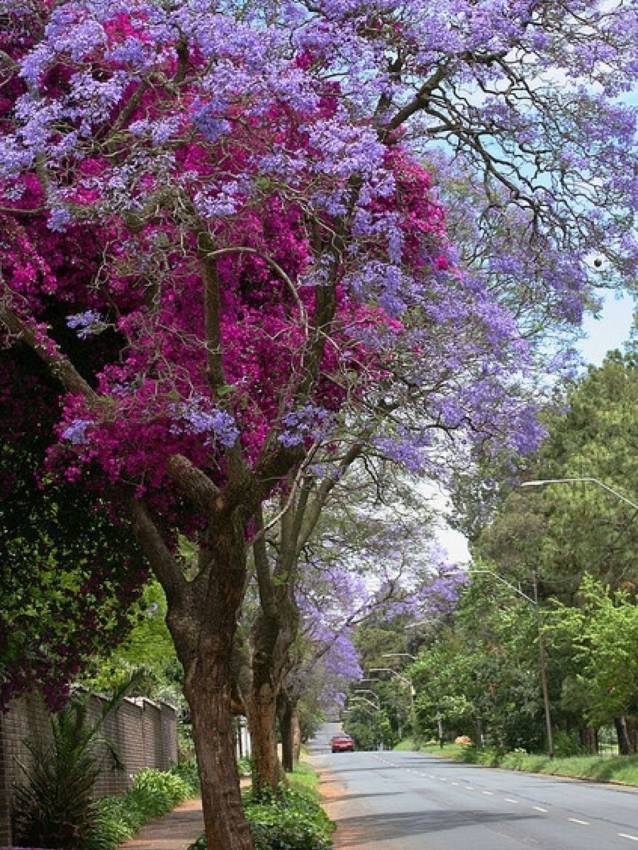 самые красивые цветущие деревья фото