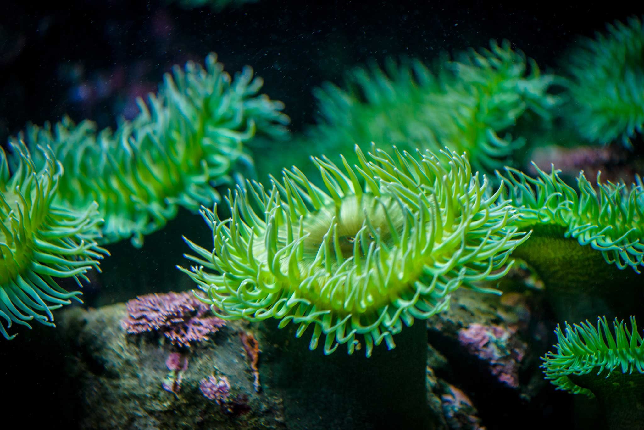 Самыми глубоководными водорослями являются. Актинии морские анемоны. Гидроидные актиния. Актиния водоросль. Актиния обыкновенная.