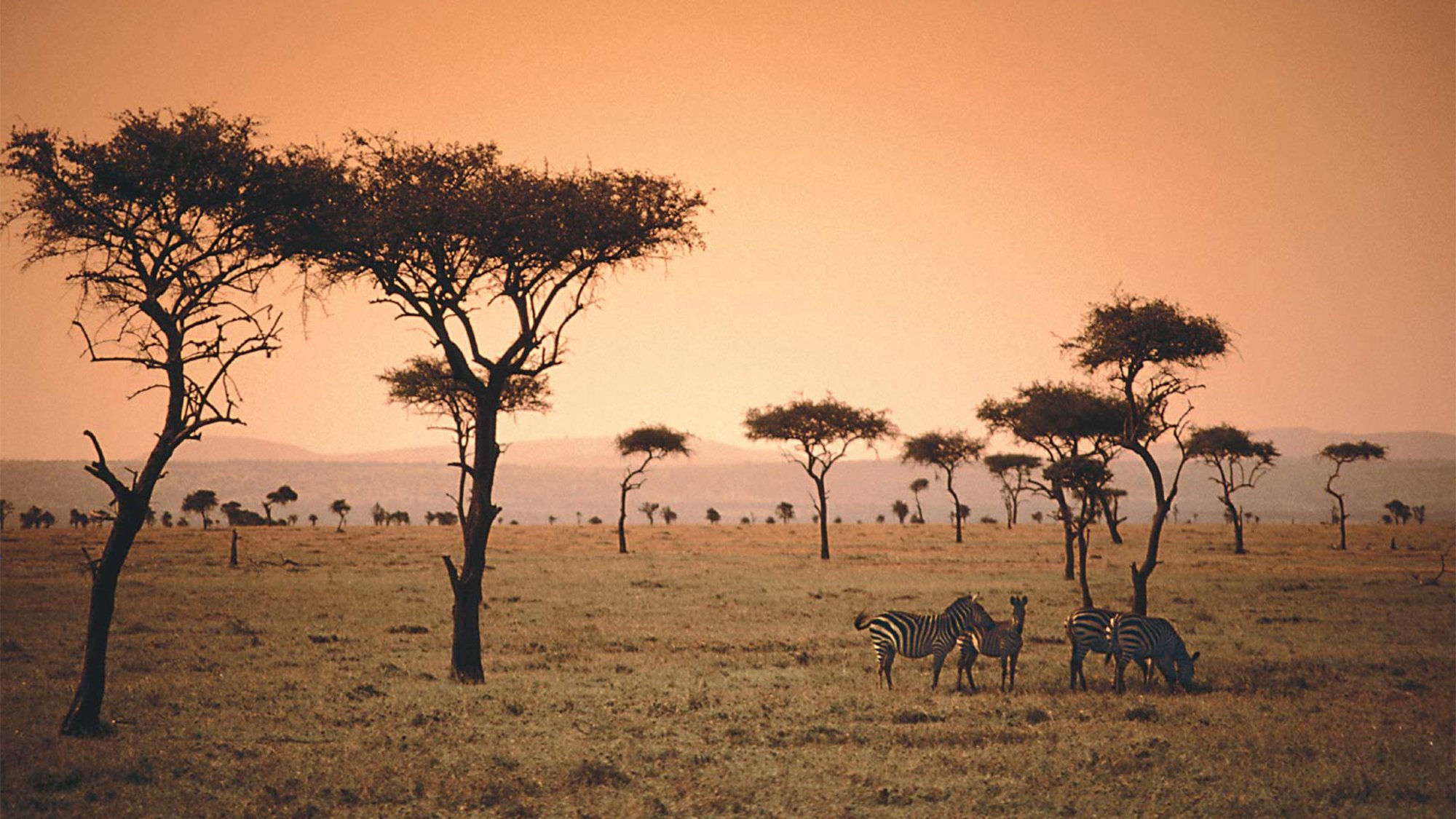 Саванны и редколесья занимают обширные равнины африки. Кения Саванна. Саванна пустыня Африка. Климат Кении. Субэкваториальные саванны.